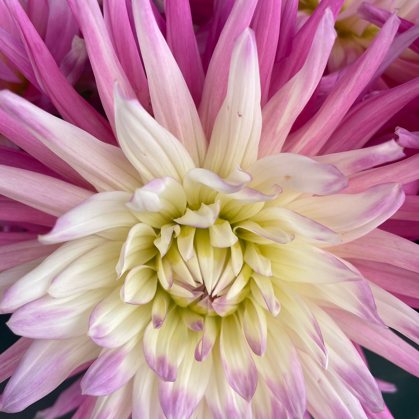 Funeral Flowers