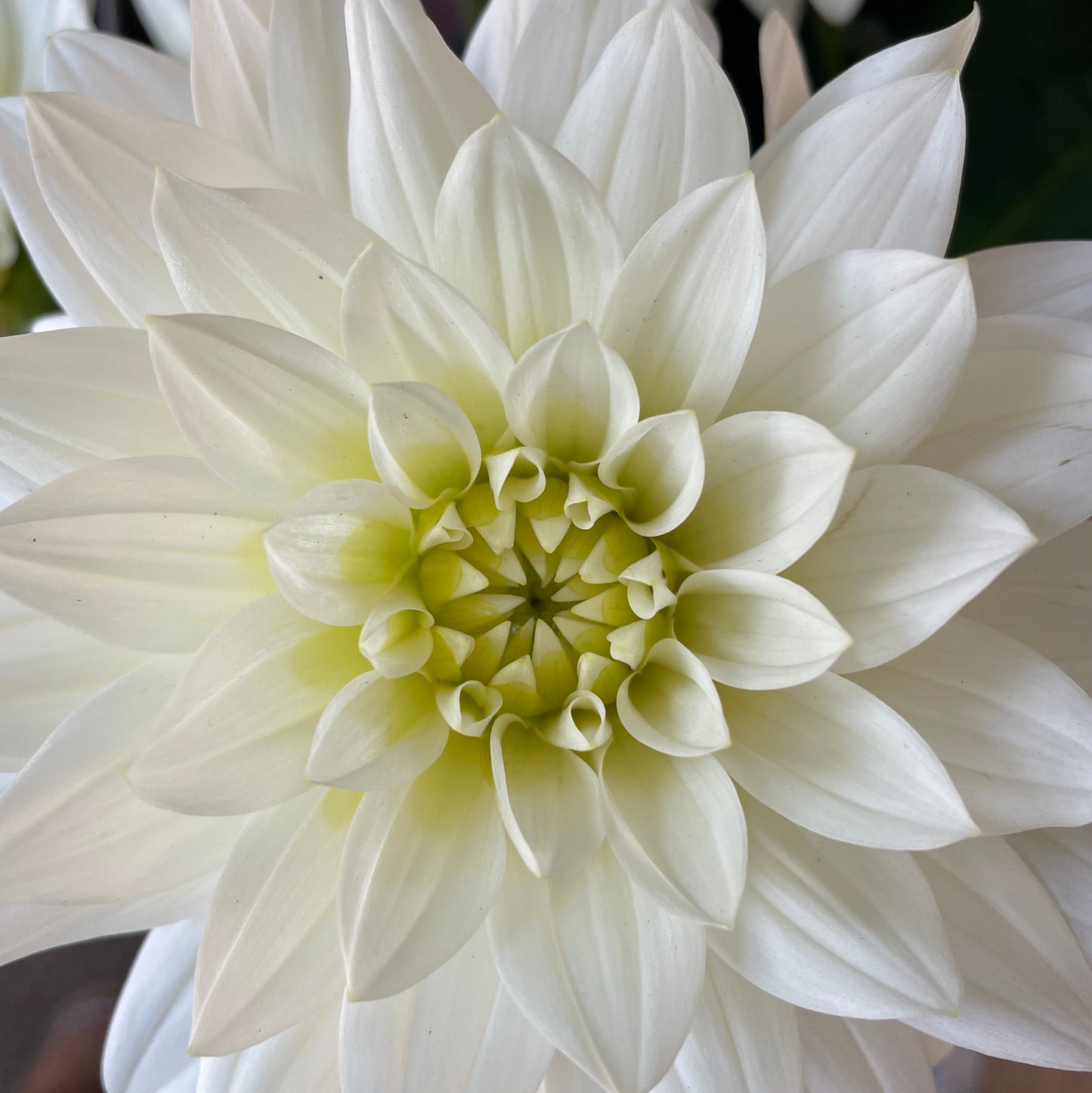 Funeral Flowers